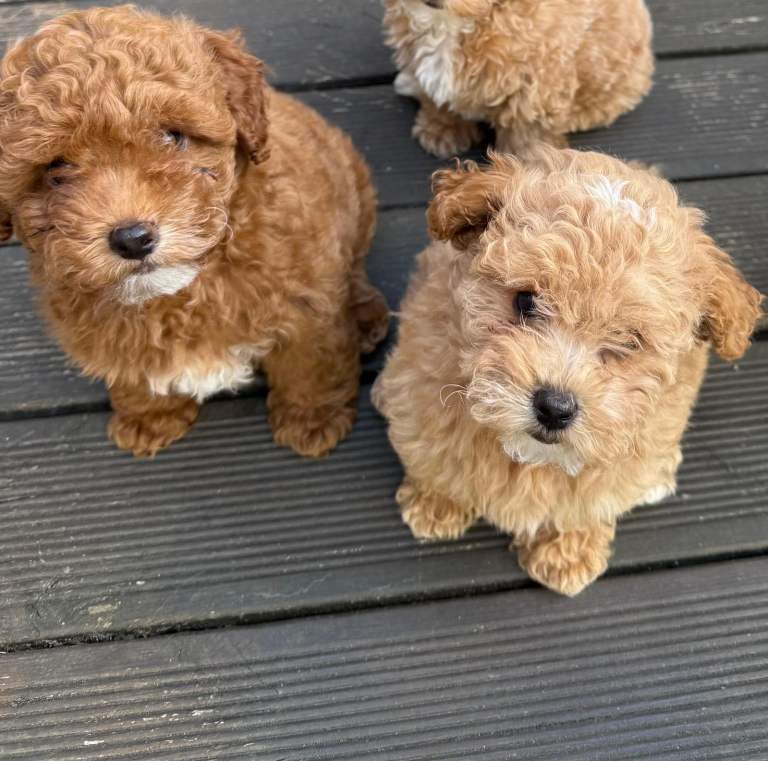 Maltipoo F1b Asian toy puppies 