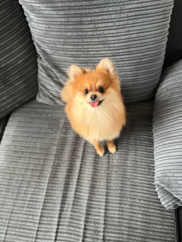 Adorable 1-Year-Old Pomeranian