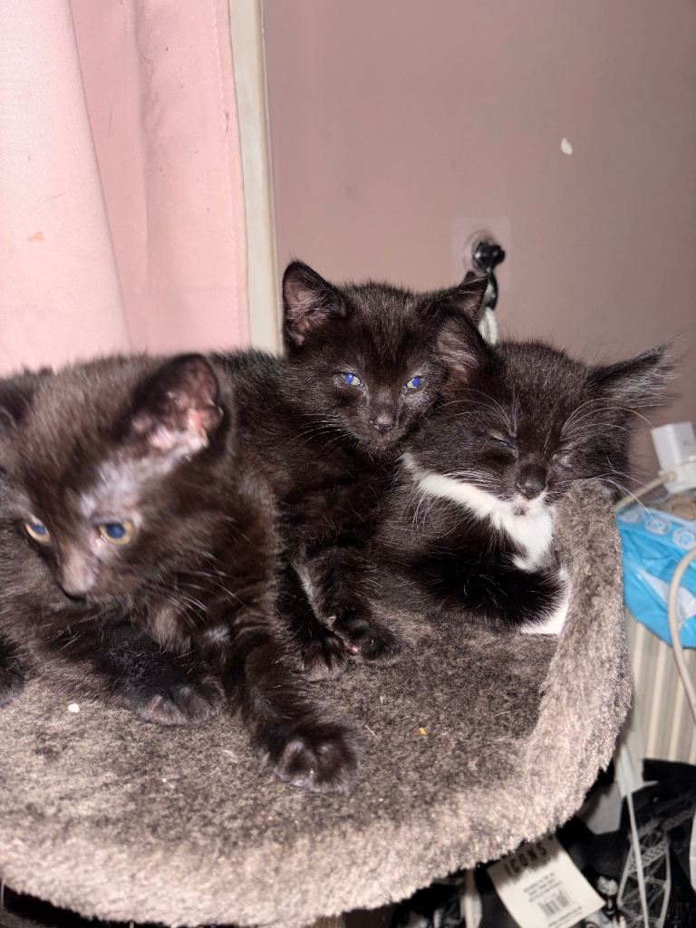 Kittens ready for homes 