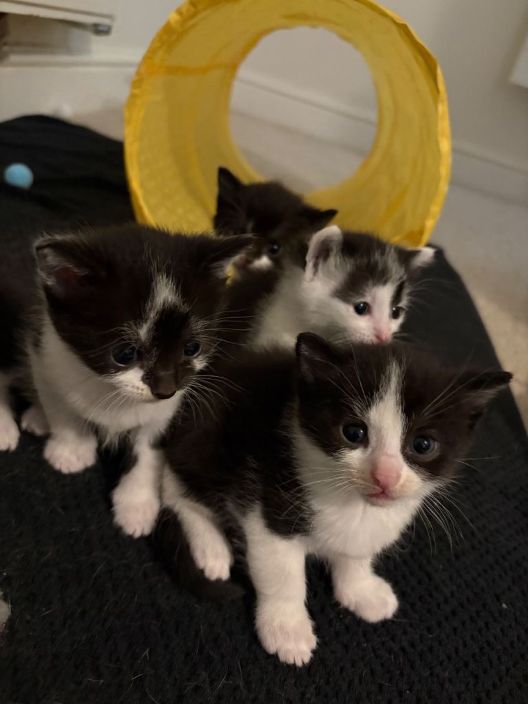 Kittens 