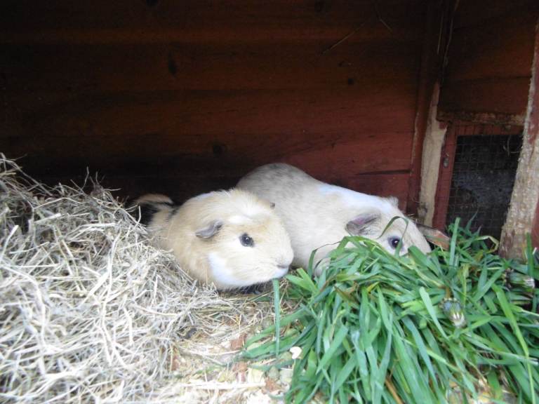 Guinea pigs boys and girls all ages 