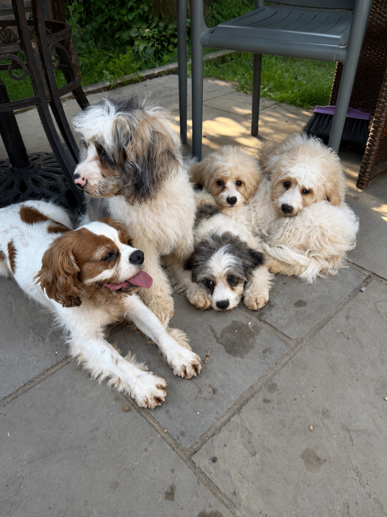 Stunning cavapoo puppies 