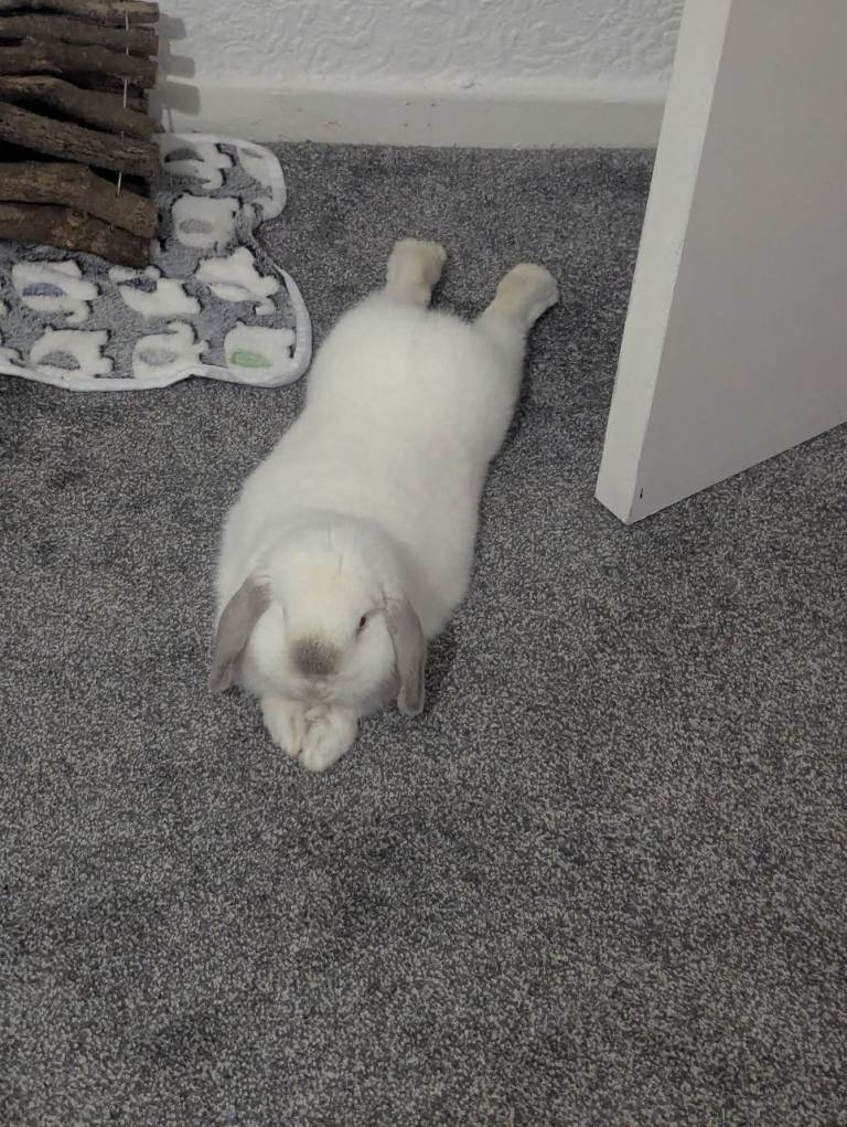 Gorgeous mini lop rabbit 