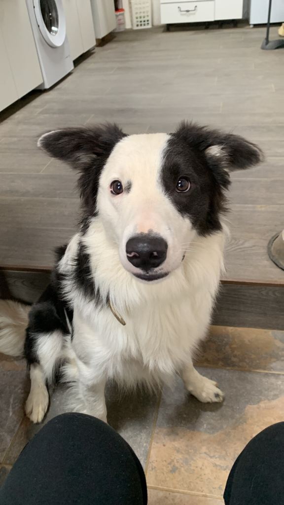 Male Border Collie 2.5 years old