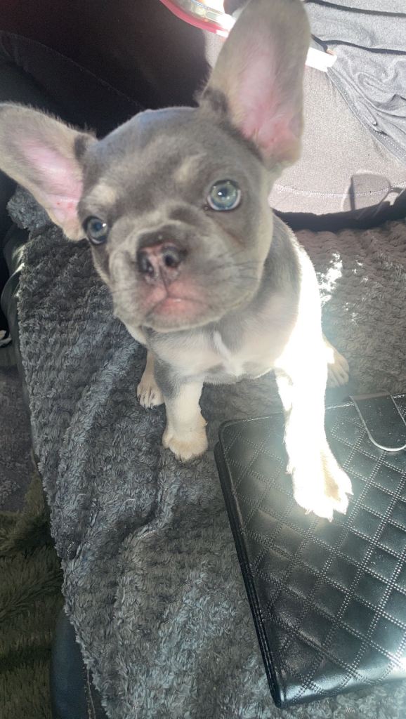 French Bulldog Puppies