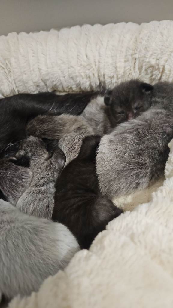 Stunning grey/blue charcoal kittens ALL HAVE NOW BEEN RESERVED 