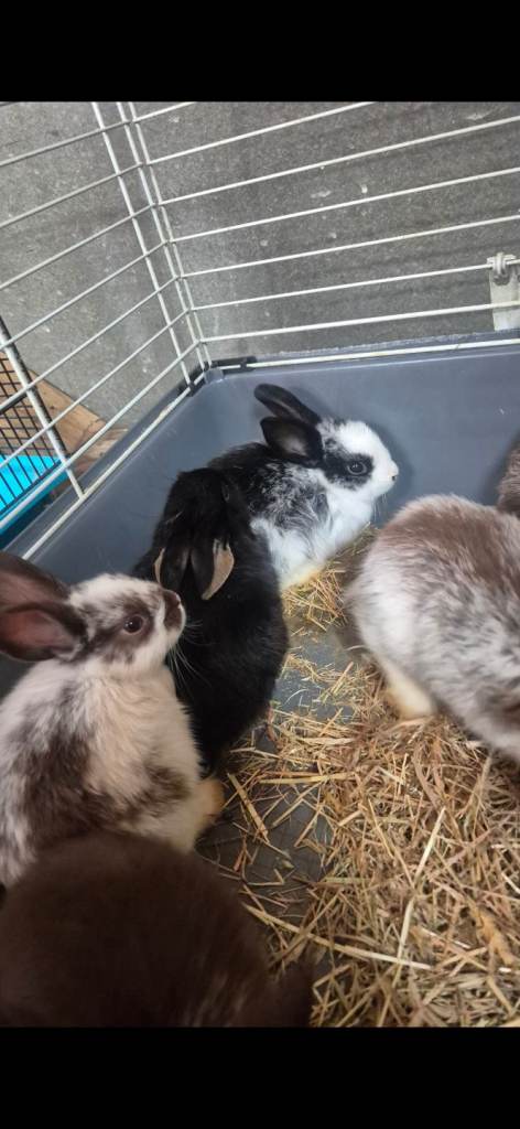 Bunnies for sale