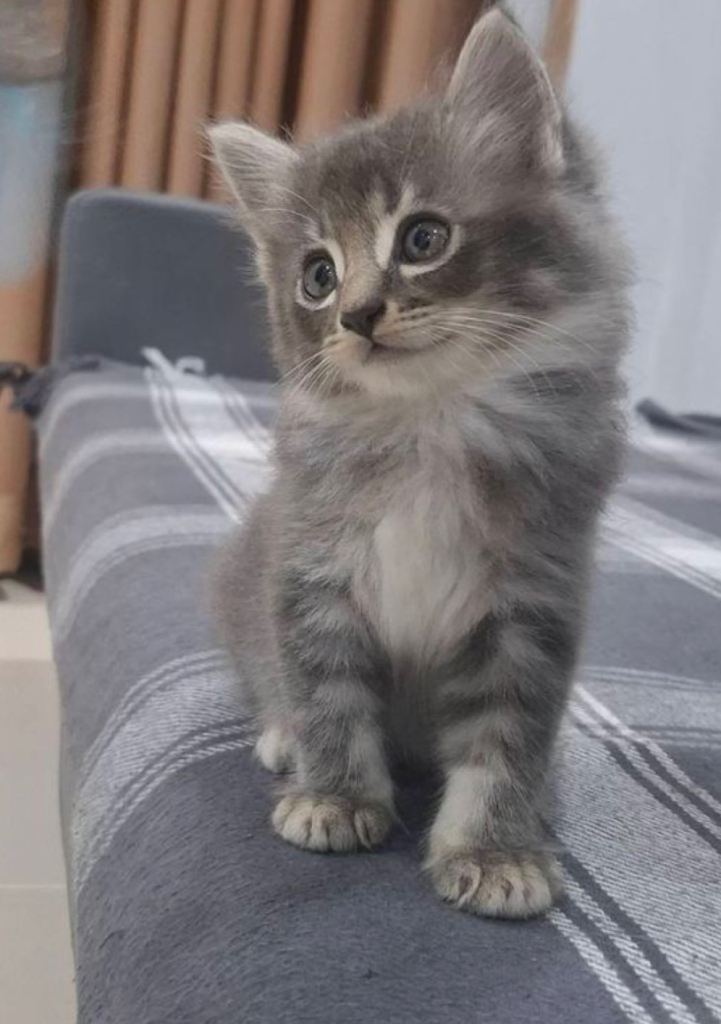 Beautiful Blue/Silver Mix Semi Longhaired Kittens 🐾