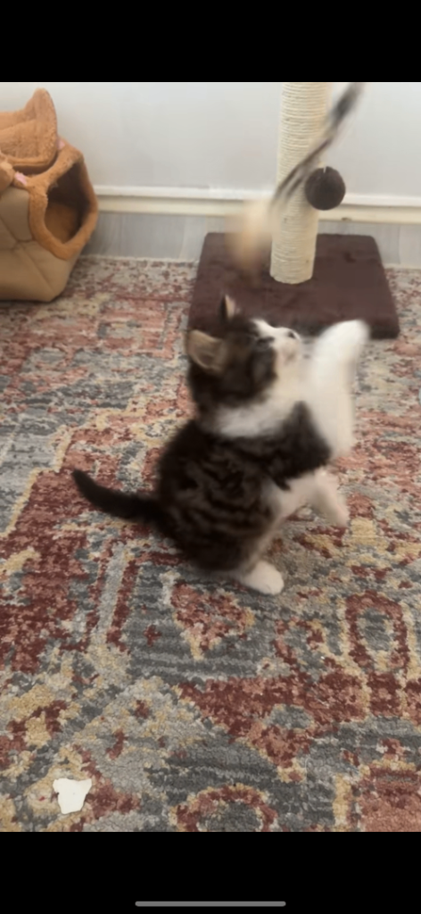 2 beautiful kittens, 8 weeks, more in description.