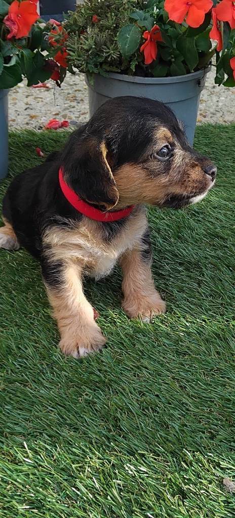 Jackapoo puppies