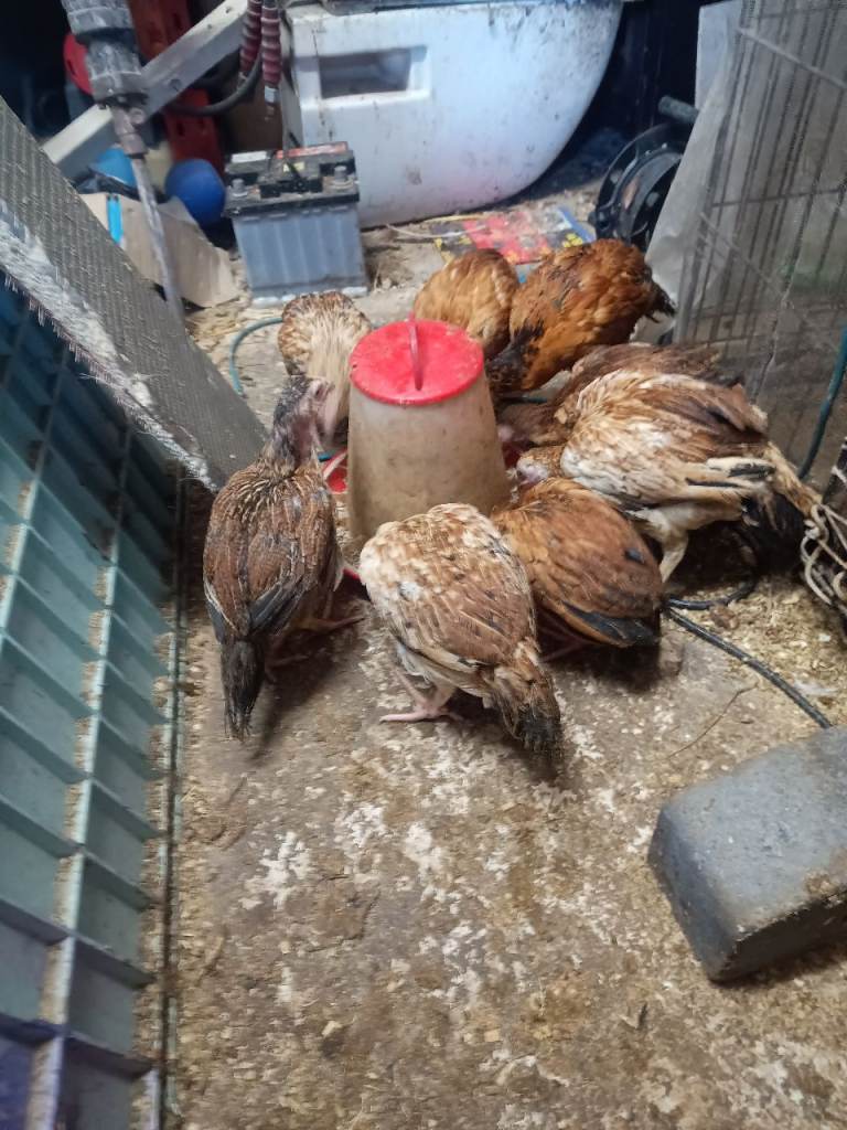 Pure mianwali chicks for sale 3 months old  unsex