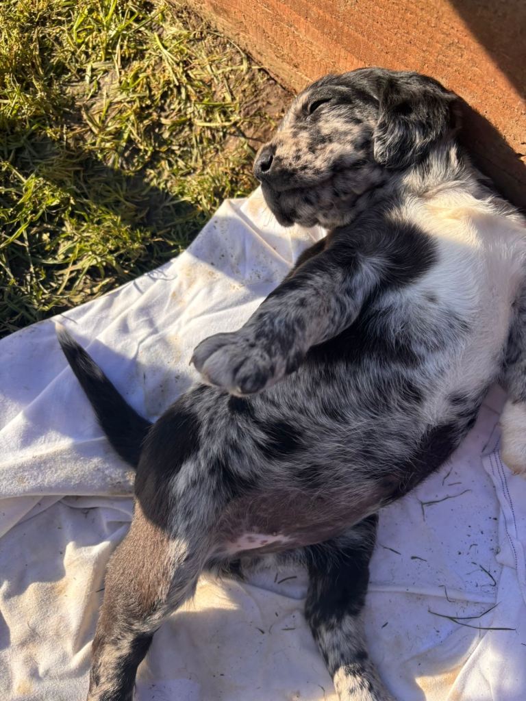 Labrador cross Cocker spaniel puppies for sale