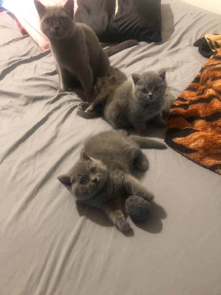 Hi, there is three beautiful pure British shorthair kitten for sale