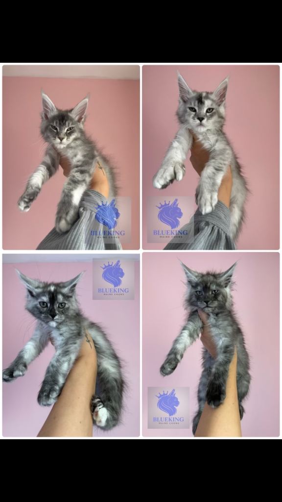 Ready to leave!!! Stunning Maine coon kittens shaded lines and polydactyl 