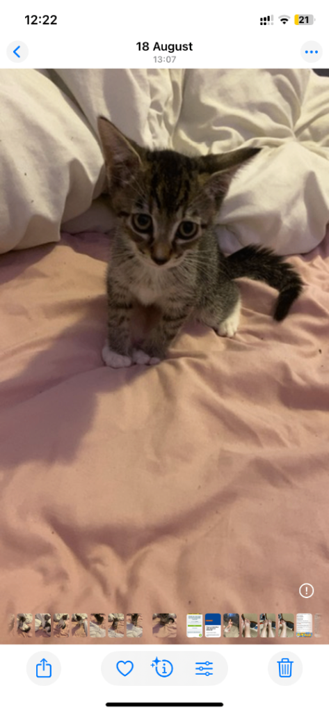 10 week old kittens looking for forever homes