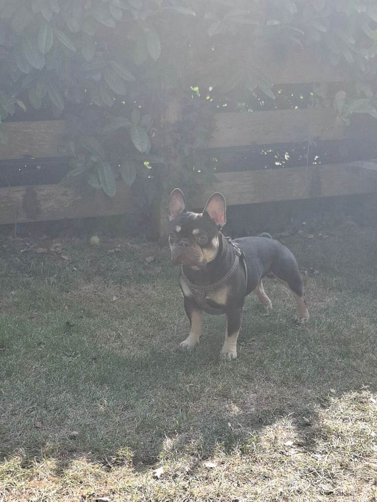 Miniature poodle cross frech bulldog puppies 