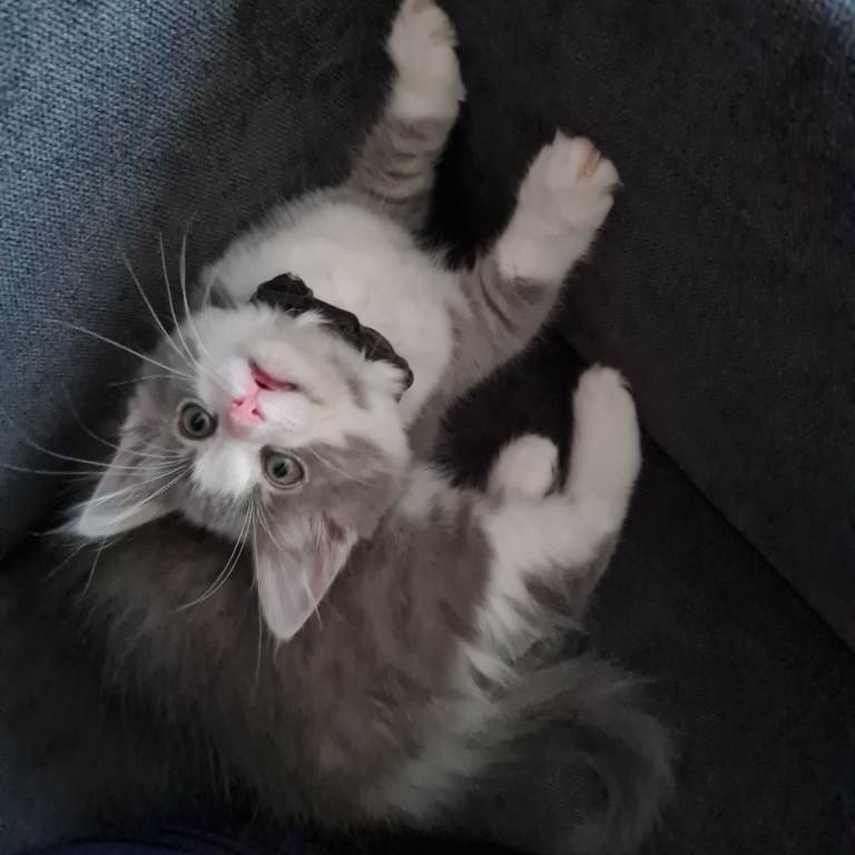 Adorable beautiful kitten