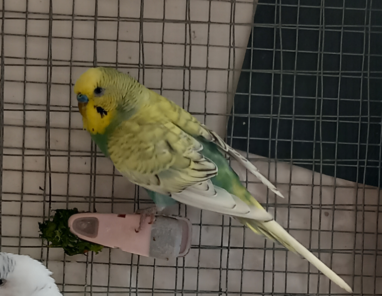 Budgies