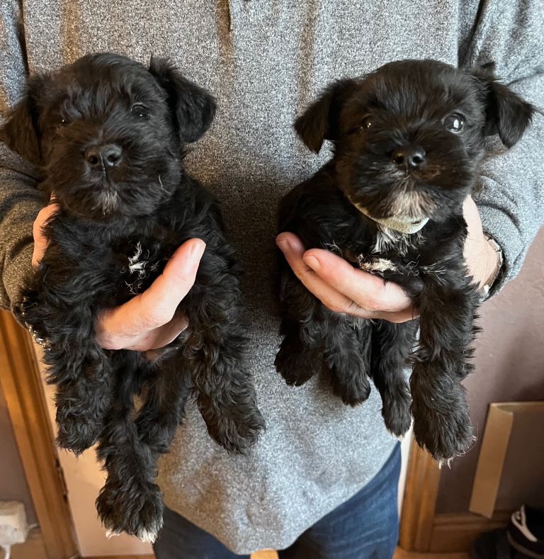 2 Gorgeous Miniature Schnauzer 