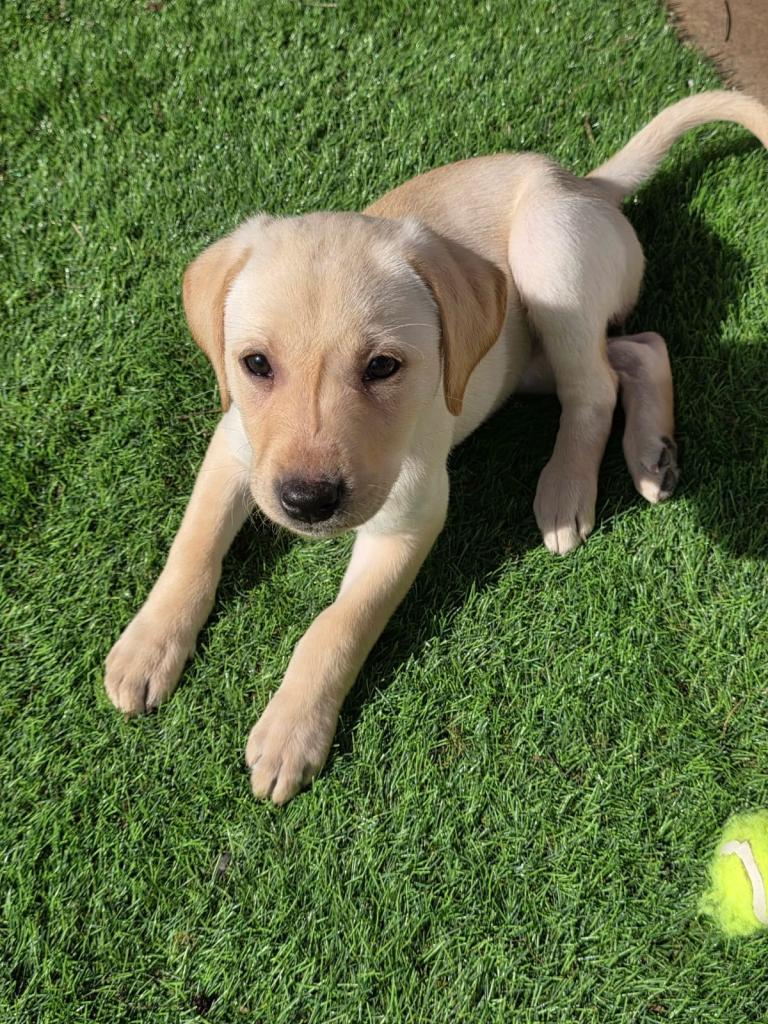 🐾Puppies ready to leave now. 2 girls still available.