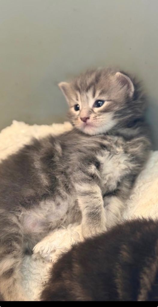 Adorable pure breed Mainecoon kittens ready 28th September 