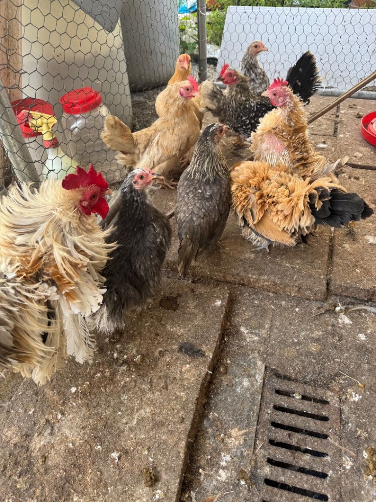 Serama chicken pair rooster and hen 