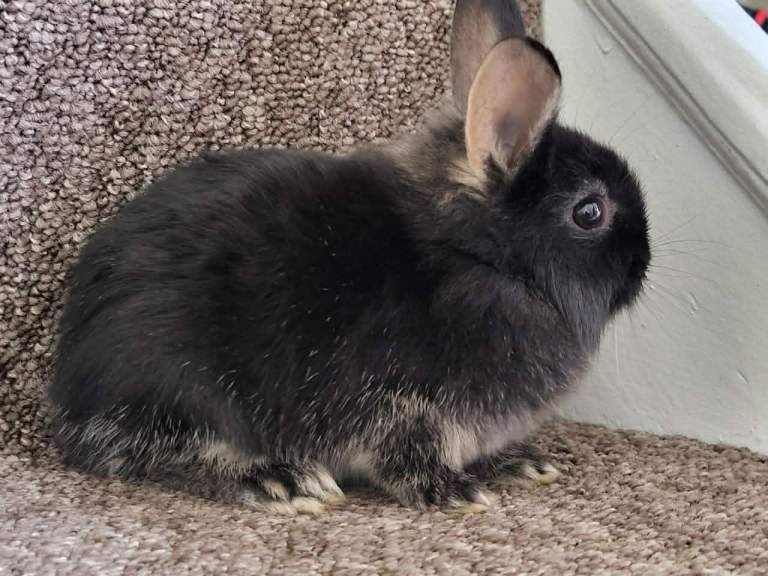adorable bunnies are looking for a loving family