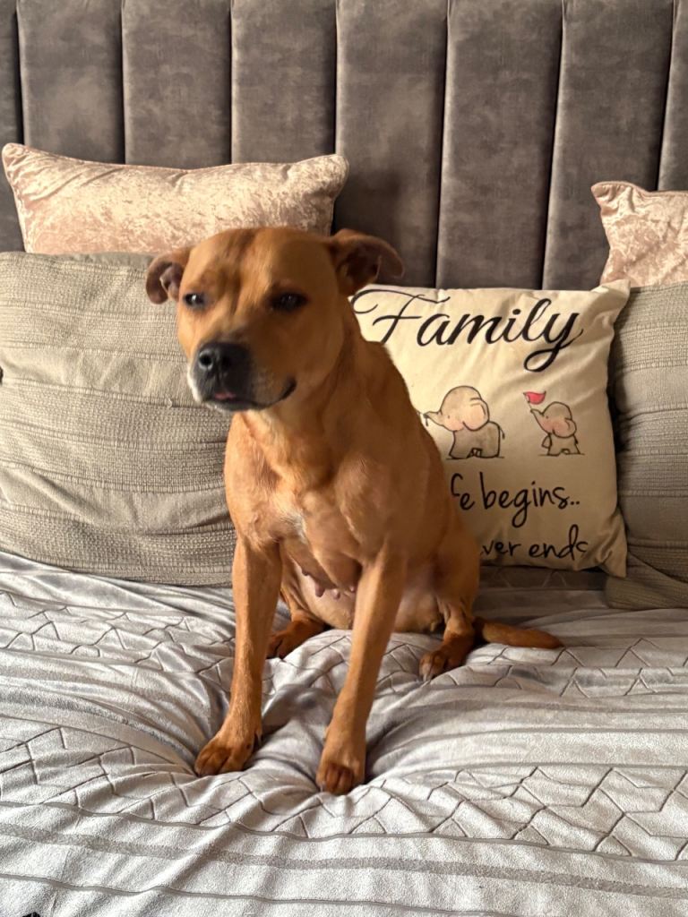 Staffordshire bull terrier 