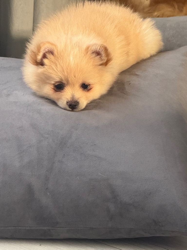 Pomeranian for sale 