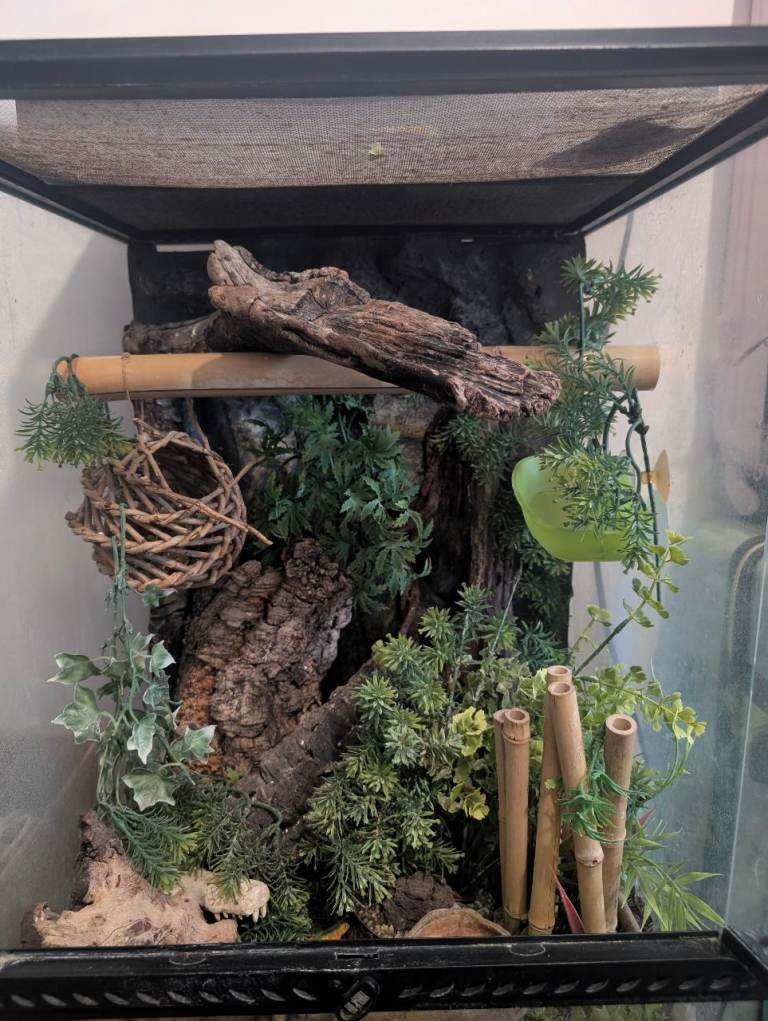 Exo Terra 45x45x60 Glass Vivarium – Fully Set Up 🌿