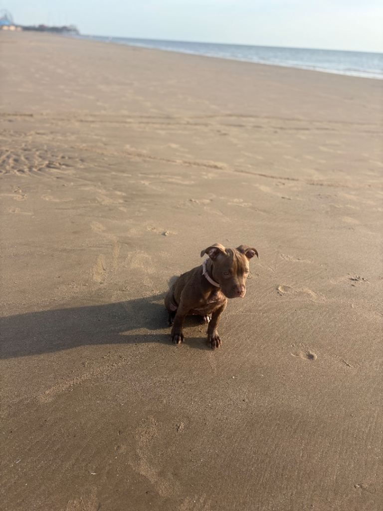 AMERICAN POCKET BULLY!!