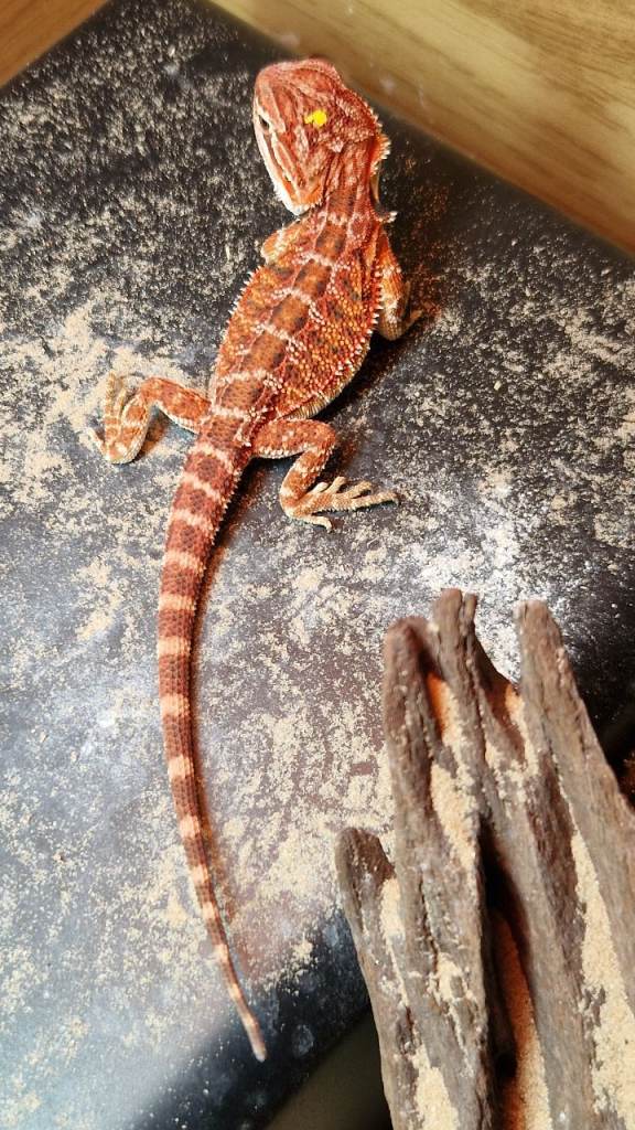 Bearded dragons for sale 