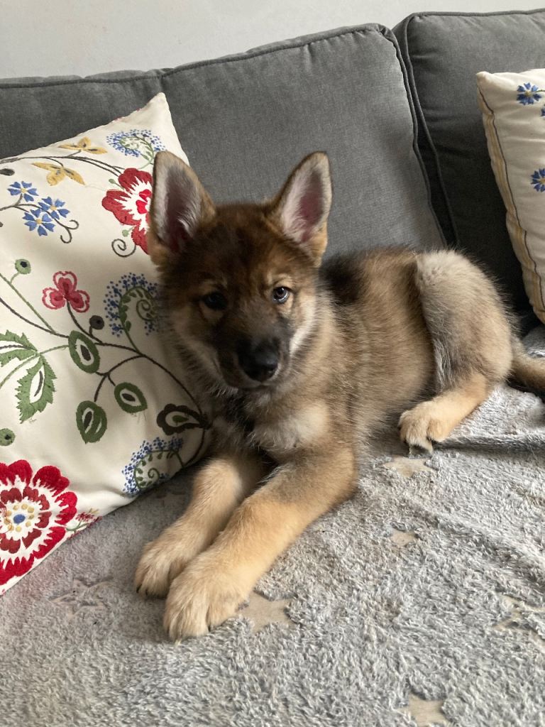 Shepsky puppies 