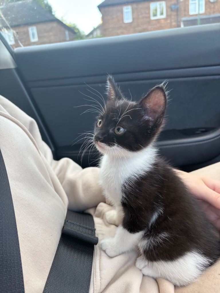 10 week old kitten