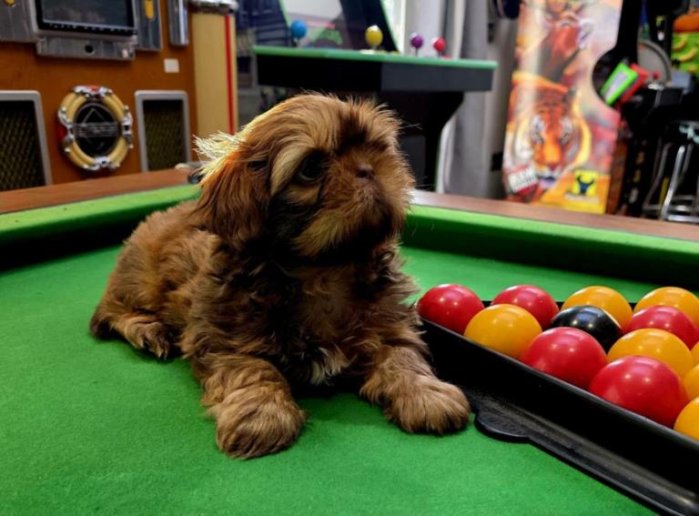 Shih Tzu puppies