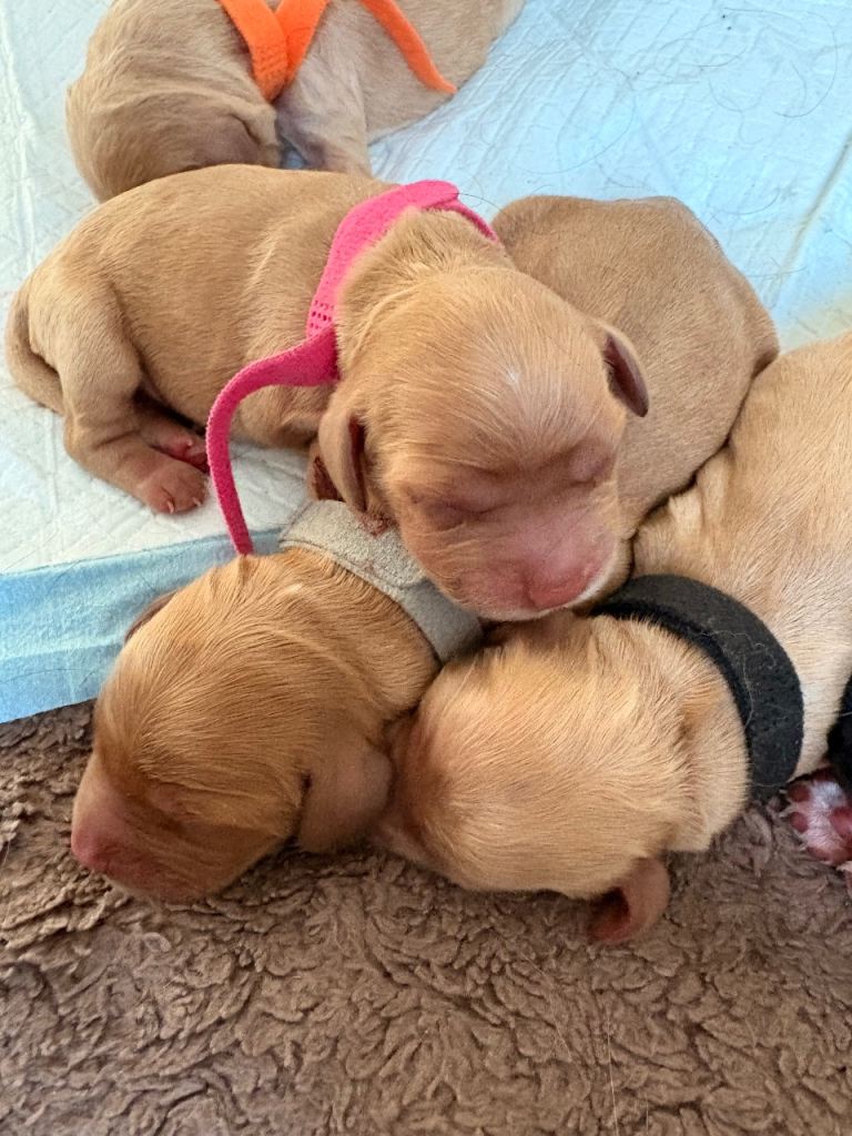 🐾 Cocker Spaniel Puppies – Now Here! 🐾 😍