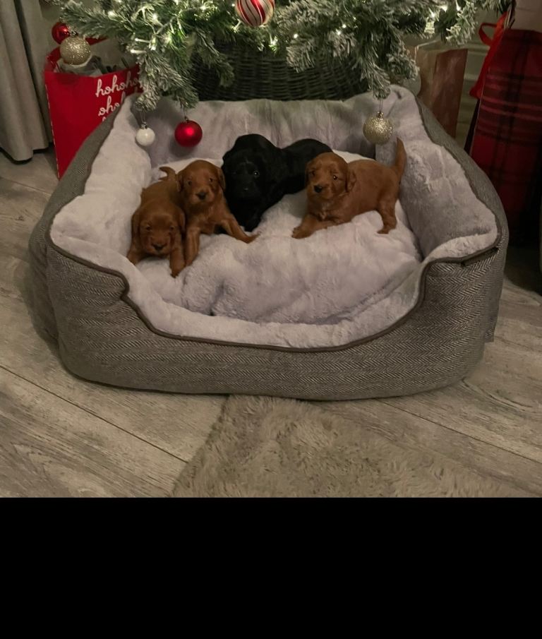 F1 Cockapoo Puppies