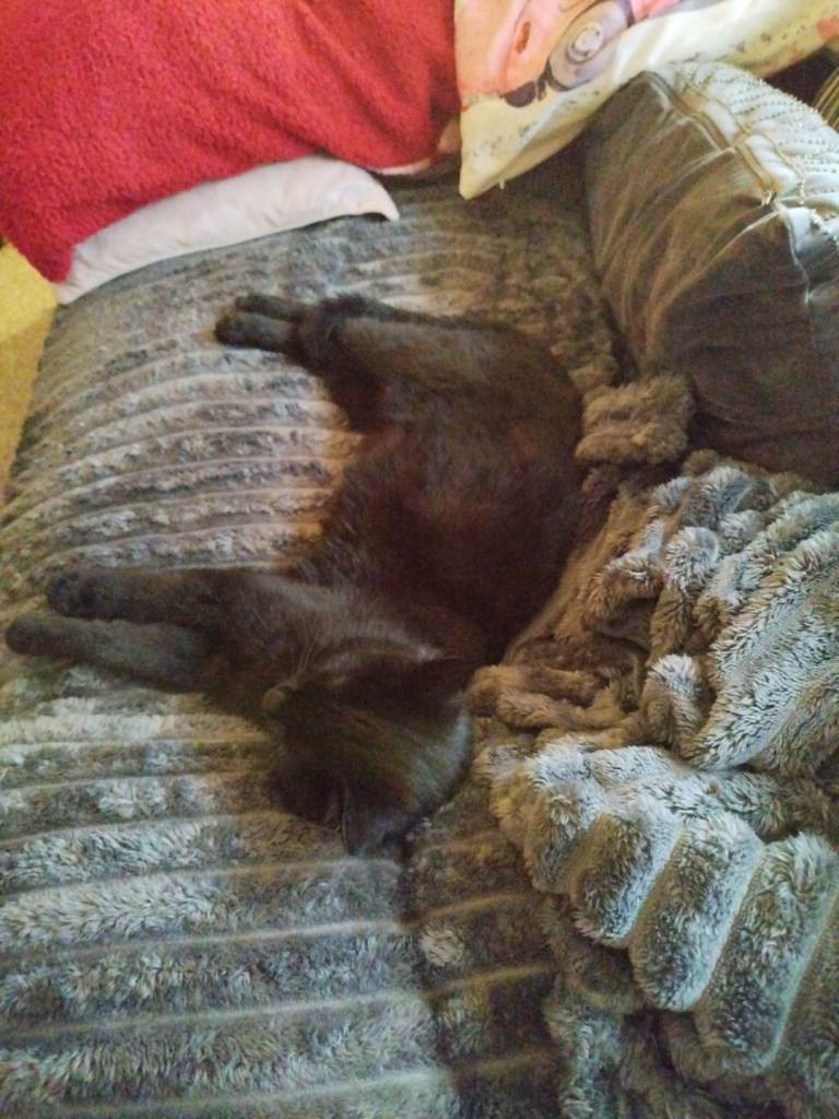 Wanted kitten accessories 