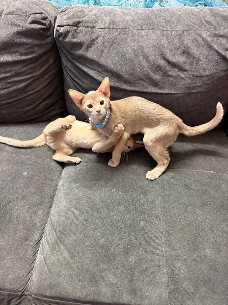 Urgently looking for new homes