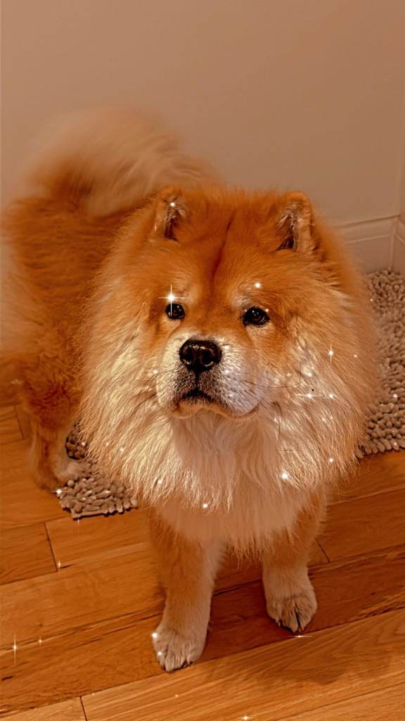 Loving Chow Chow Needs New Home Due to Family Changes