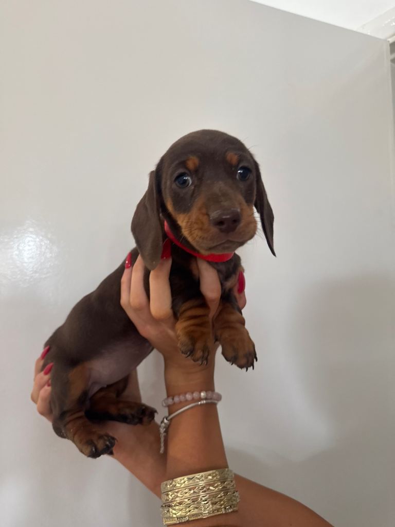 Gorgeous miniature dachshund puppies Kc registered 