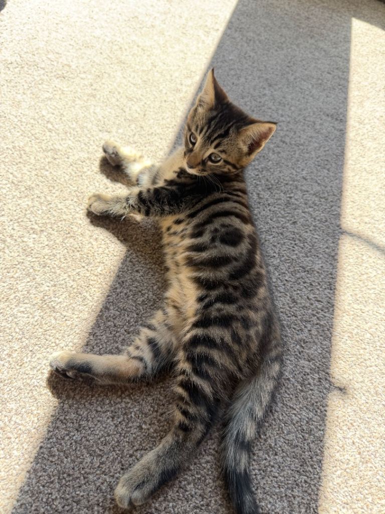 Maine Coon x Bengal Kittens