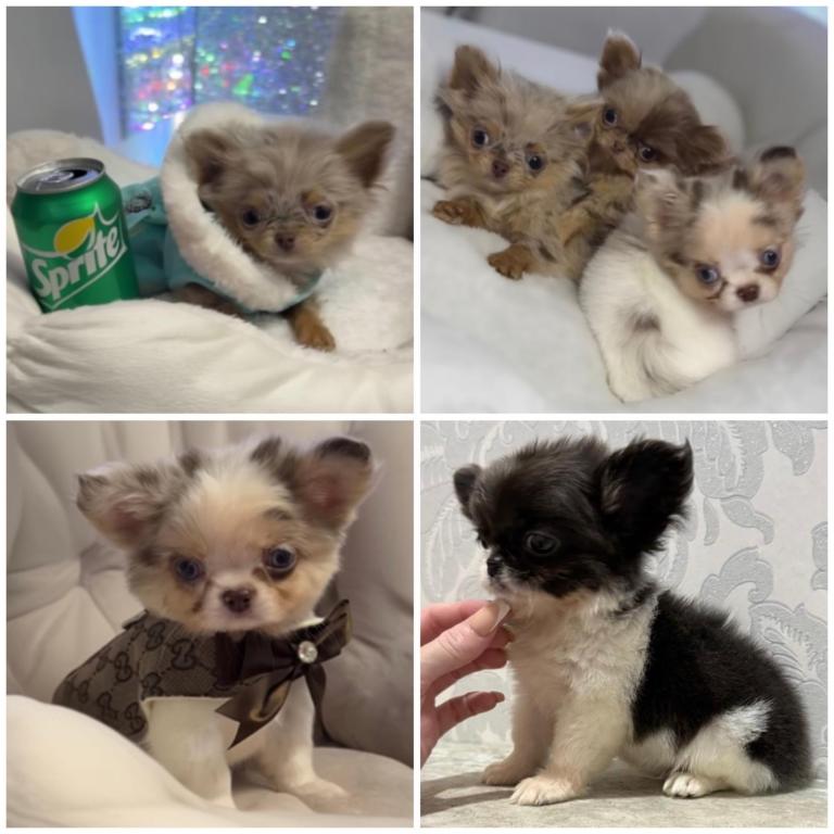 Stunning tiny long coat chihuahuas 