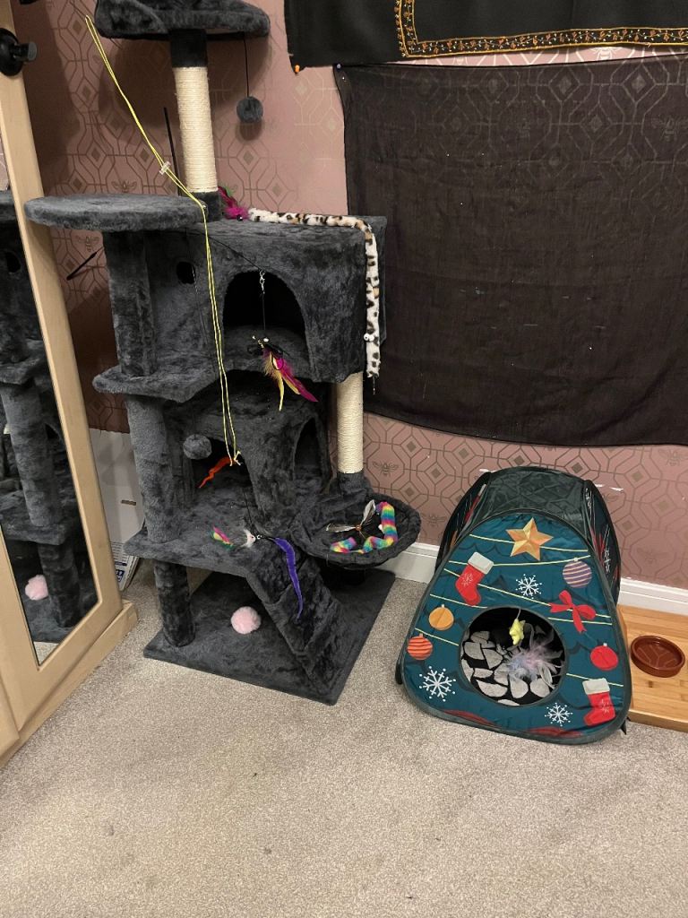 White kitten available due to move