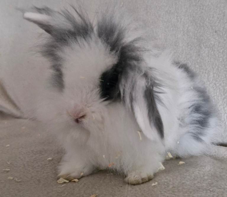 Double Maned Lionhead X Mini Lop Babies