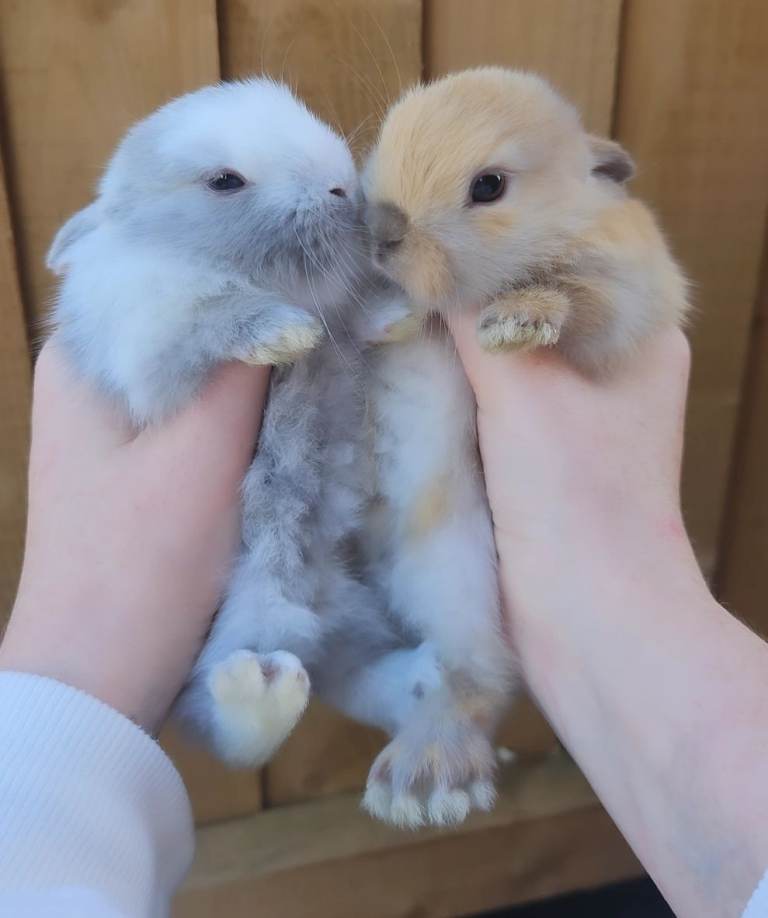 Baby Rabbits. (READY TO LEAVE)