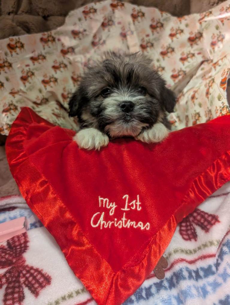 Tiny biewer terrier puppies 