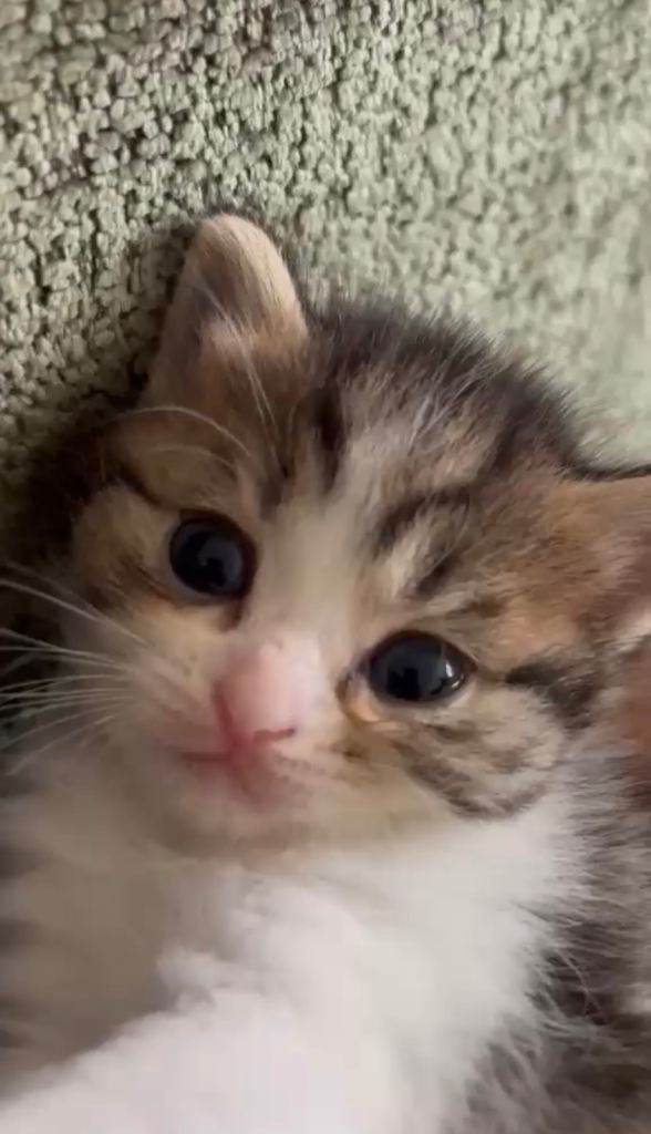 5 Adorable British Longhair Kitten – 4 Weeks Old 