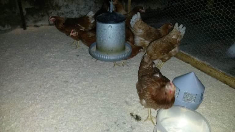 Brown Laying Hens for sale