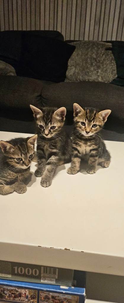 Kittens